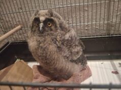 Oporavilište za divlje životinje Zoološkog vrta Grada Zagreba postavilo novi rekord: Prošle godine u Zagrebu veterinarsku pomoć dobile 1743 divlje životinje