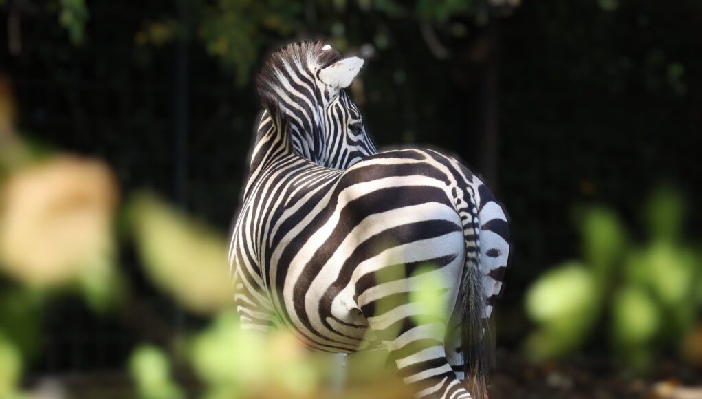 Zoo Zagreb_2025_zebra_AMO