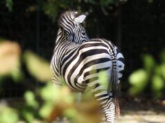 U Zoološkom vrtu školarce tijekom uskrsnih praznika očekuje Zoo avantura