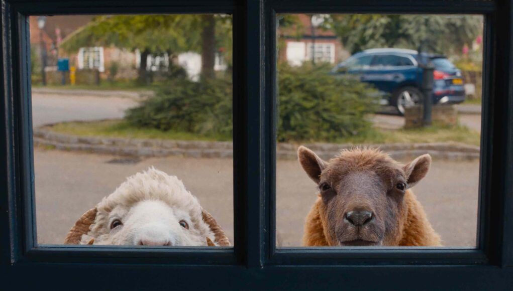 THE SHEEP DETECTIVES