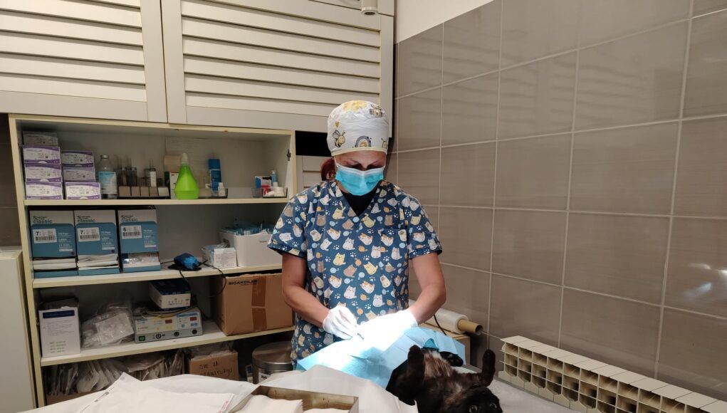 Veterinarka Ivana Iroš sterilizira mačku
