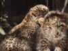 U Zagrebu se okotila prva dva kineska leoparda u Europi ove godine