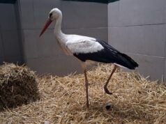 Oporavilište za divlje životinje Zoološkog vrta Grada Zagreba u pola godine primilo 1011 životinja