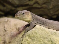 Kanarska divovska gušterica – novi primjer otočkog gigantizma u Zoološkom vrtu Grada Zagreba