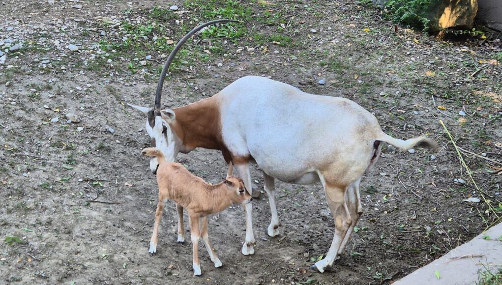 Mladunče s mamom